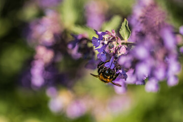 A bumble bee drinking nector from a Catmint, nepeta faassenii, purple flowering garden plant