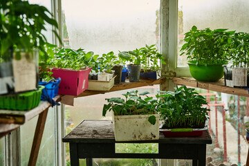 Seedlings, culinary greens grown in an old wooden home greenhouse. Greenery growing .