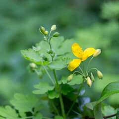 Glistnik, jaskółcze ziele, roślina z żółtymi kwiatami w  i zielonymi liśćmi w czasie wiosennego kwitnienia
 - obrazy, fototapety, plakaty