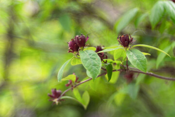 A branch of a shrub with red-brown flowers of flowering Calicantus - Calycanthus floridus L. Selective focus. The background is blurred