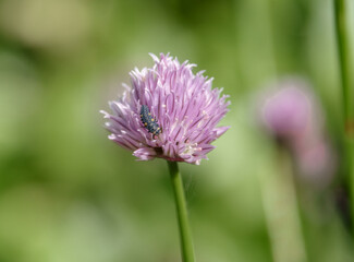 7-spot Ladybird (Coccinella septempunctata) pupa on a pink and purple Chive flower 