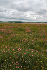 Obraz premium Sainfoin (Onobrychis viciifolia) growing in the chalk grassland on Salisbury Plain military training area