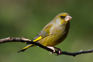 greenfinch bird on the tree branch 