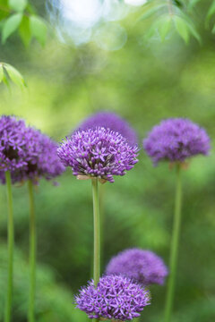 Purple flowers of decorative bow on a natural green blurred background. Selected focus, shallow depth of field. Aflatunsky onion.
