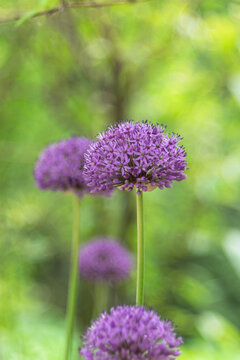 Purple flowers of decorative bow on a natural green blurred background. Selected focus, shallow depth of field. Aflatunsky onion