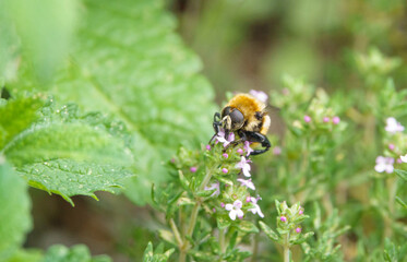 Merodon equestris is a Holarctic species of hoverfly. Like many other hoverflies it displays a colouration pattern similar to a stinging insect as an evolutionary defense mechanism. 