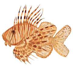 Fototapeta na wymiar Watercolor illustration, lionfish isolated on white background, made by hand in watercolor
