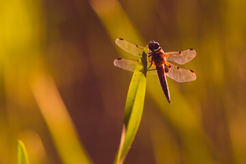Big Dragonfly sits on a Reed, Nice Dragonfly on reed with nice Bokeh, artfully Dragonfly Photo