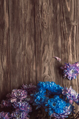Violet, blue and pink chrysanthemum. A bouquet of chrysanthemums on wooden background with copy space. Chrysanthemum Flower Close up.