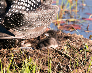 Common Loon Photo. Baby Loon chick one day old under the parent feather wings on the nest  in its environment and habitat. Loon Baby Chick. Image. Picture. Portrait. ©  Aline