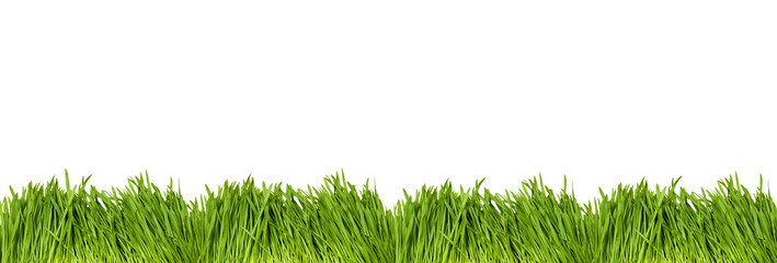 Isolated bright green grass on a white background. Green Grass Border With White Background. Long banner with copy space.