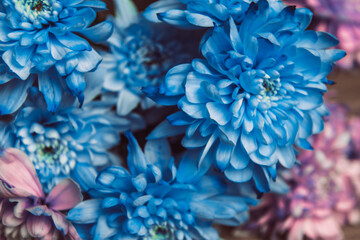 Violet, blue and pink chrysanthemum. A bouquet of chrysanthemums. Chrysanthemum Flower Close up.