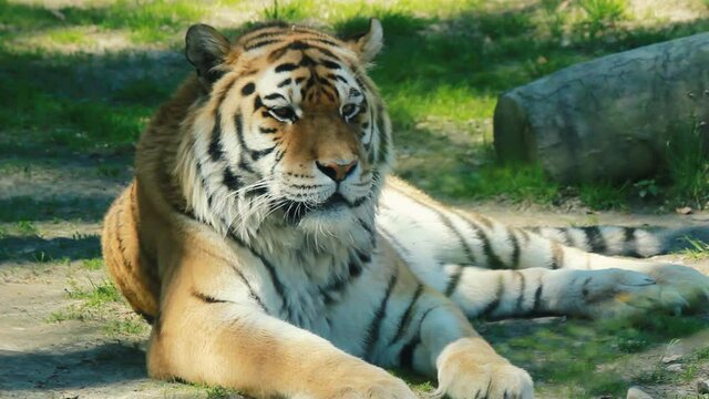 The Siberian tiger,Panthera tigris altaica is the biggest jungle cat in the world. Animal with stripes relaxing or resting