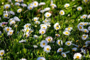 Fototapeta premium White daisy flowers blooming in the meadow