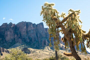Teddy Bear Cholla Cactus against mountain desert landscape