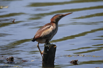 Least Bittern in marsh fishing, hunting, wading and taking off on beautiful summer day 