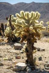 Joshua Tree National Park