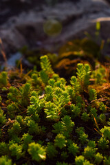 Plants illuminated by the evening sun