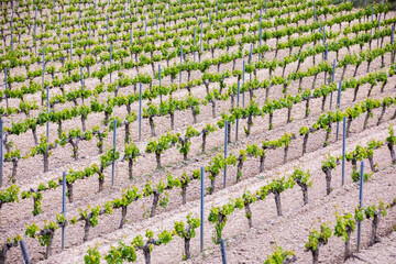 Vineyards in the wine-making region of La Rioja, Spain