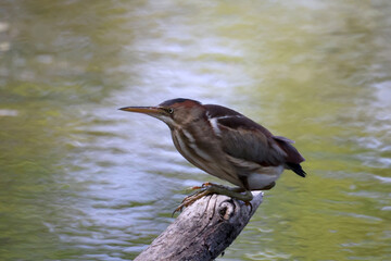 Least Bittern in marsh fishing, hunting, wading and taking off on beautiful summer day 