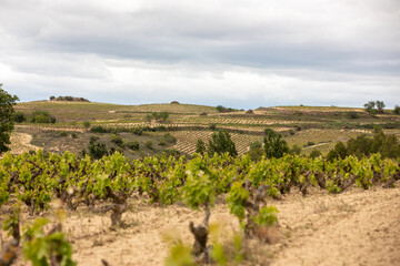 Fototapeta na wymiar Vineyards in the wine-making region of La Rioja, Spain