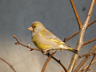 Fototapeta premium European greenfinch (Chloris chloris) perched on naked tree branch, Gdansk, Poland