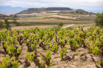 Vineyards in the wine-making region of La Rioja, Spain - obrazy, fototapety, plakaty