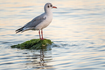 Seagull sits on stone cliff at the sea shore