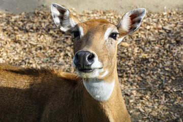 Female nilgai antelope, Boselaphus tragocamelus