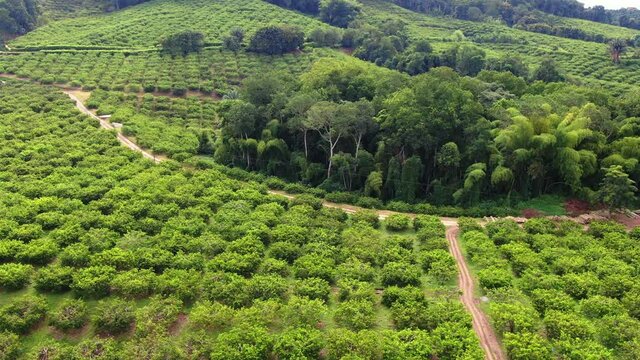 Soursop fruit plantations in the high mountains