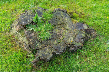 Fototapeta premium Heart formed stump with some green weeds