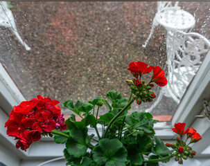 Vadstena, Sweden - May 23, 2021: Blooming red flowers on the windowsill in rainy day