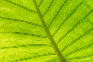 Back lighted green leaf, close up texture background