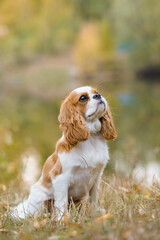 cavalier king charles spaniel. little dog on October background - obrazy, fototapety, plakaty