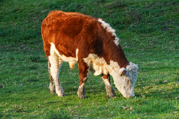 Hereford cow grazing on a pasture