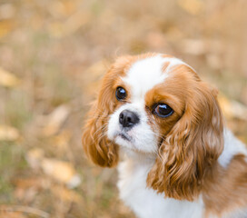 cavalier king charles spaniel. close-up portrait of dog, against  background of autumn foliage,...