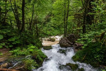 Obraz premium Rapid flow of a mountain river in the middle of a green forest
