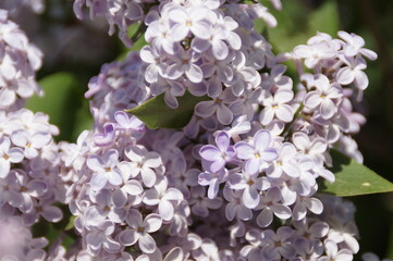 lilac flowers in spring