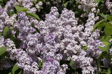 Fototapeta premium lilac flowers in the garden