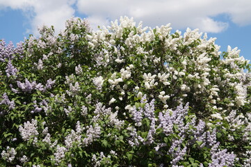 Obraz premium field of flowers