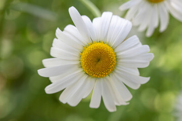 Obraz premium White Daisy flower macro on blurred background. Flowering Daisy.