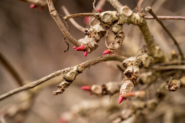 Knospen