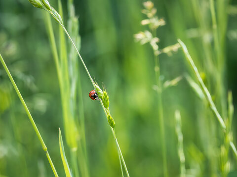 ladybug on grass