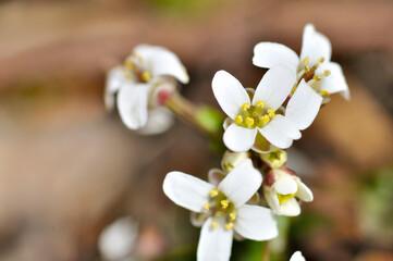 アブラナ科ユリワサビ