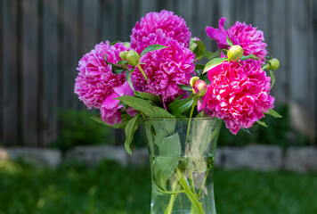 Glass Vase of Dark Pink Peonies in a Garden Setting