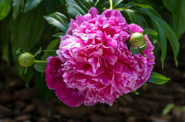 Fototapeta premium Dark Pink Peonies Blossoming on a Bush