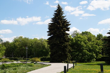 path in the park