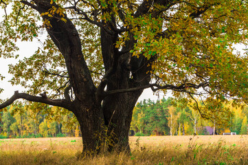 Relic oaks with lush crowns illuminated by the cold autumn sun.Beautiful ancient oak grove Golden autumn.