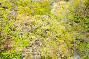 新緑　丹沢の檜岳山稜