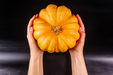 Whole fresh orange big pumpkin in female hands on black background, closeup. Organic agricultural...